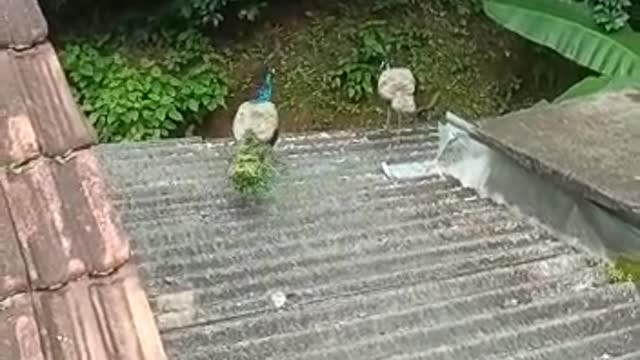 Peacocks on our Home roof