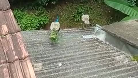 Peacocks on our Home roof