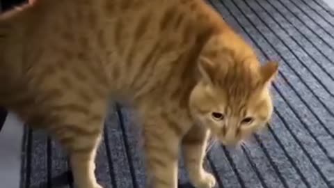 🤣🤣🤣 I Love Cats