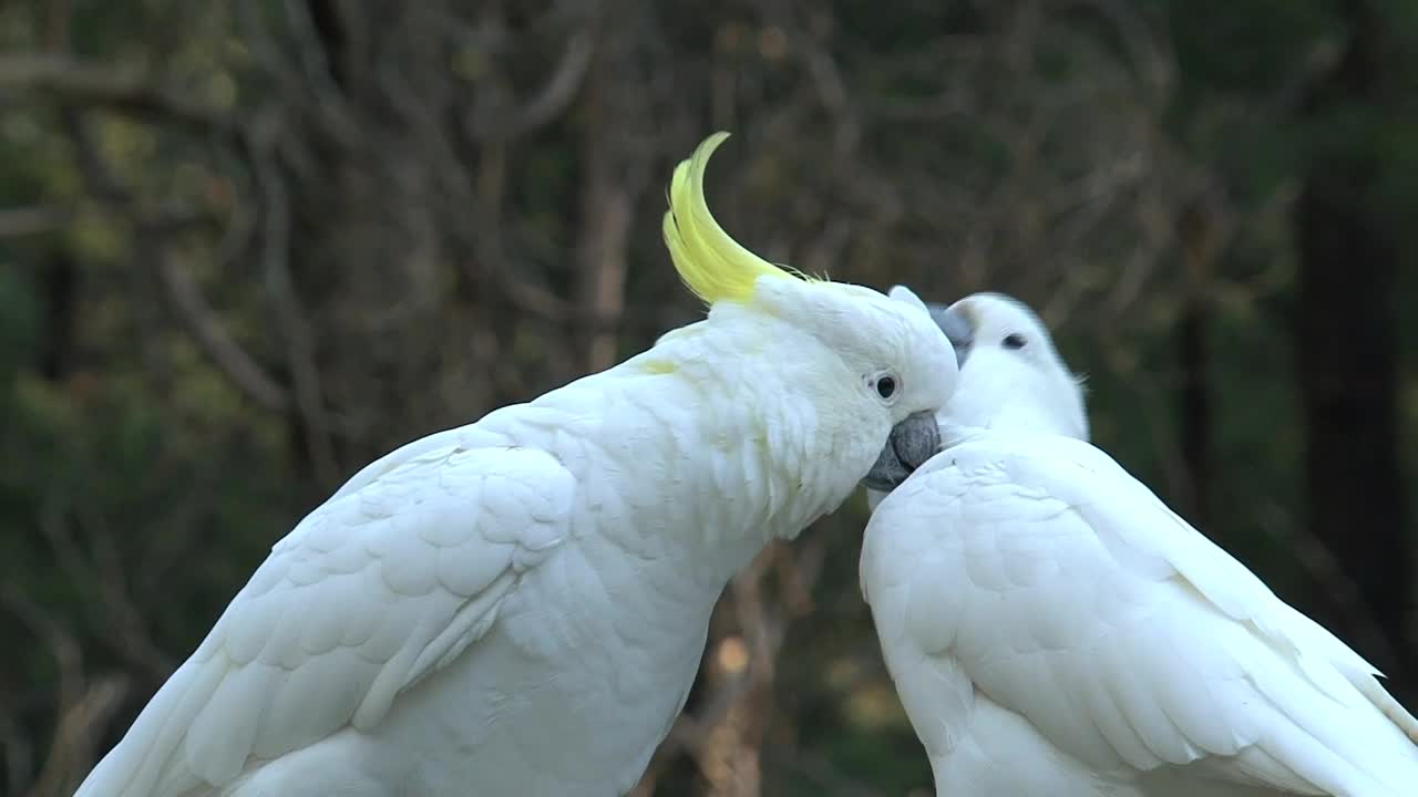 White birds.