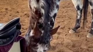 Gelding eats his saddle