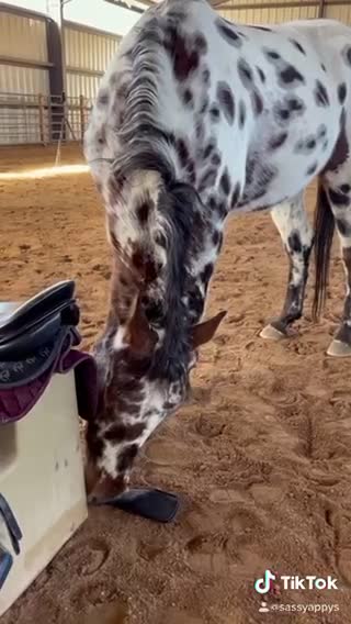 Gelding eats his saddle