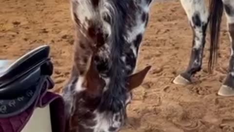 Gelding eats his saddle