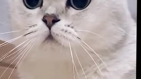 Cat video funny🤣#catfunny