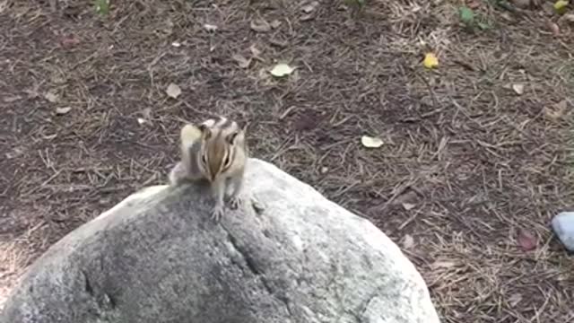 RUSSIA SIBERIA Wild squirrel in the forest