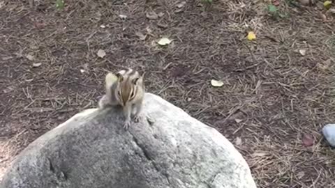 RUSSIA SIBERIA Wild squirrel in the forest