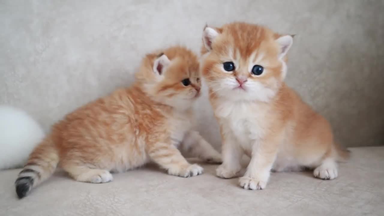 GOD YOU ARE WONDERFUL OF THESE KITTENS