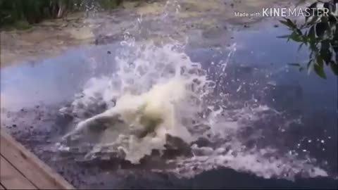 Try not to Laugh Most funniest Videos - laugh trip - water edition