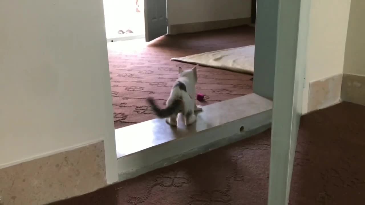 Cute kitten _ Funny cats and kittens videos 2022 _ #27