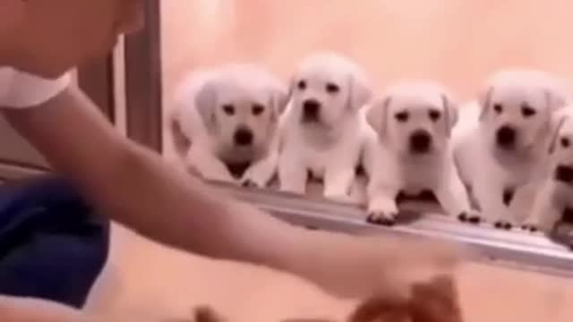 Funny dog videos 2021 | Funny dog videos