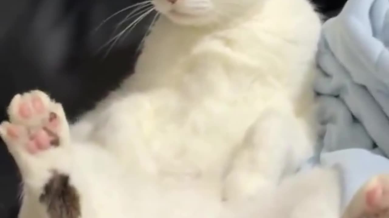 When the cat sits like an animation movie in a funny way