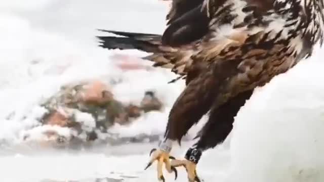 Tiger video, 🦁 video