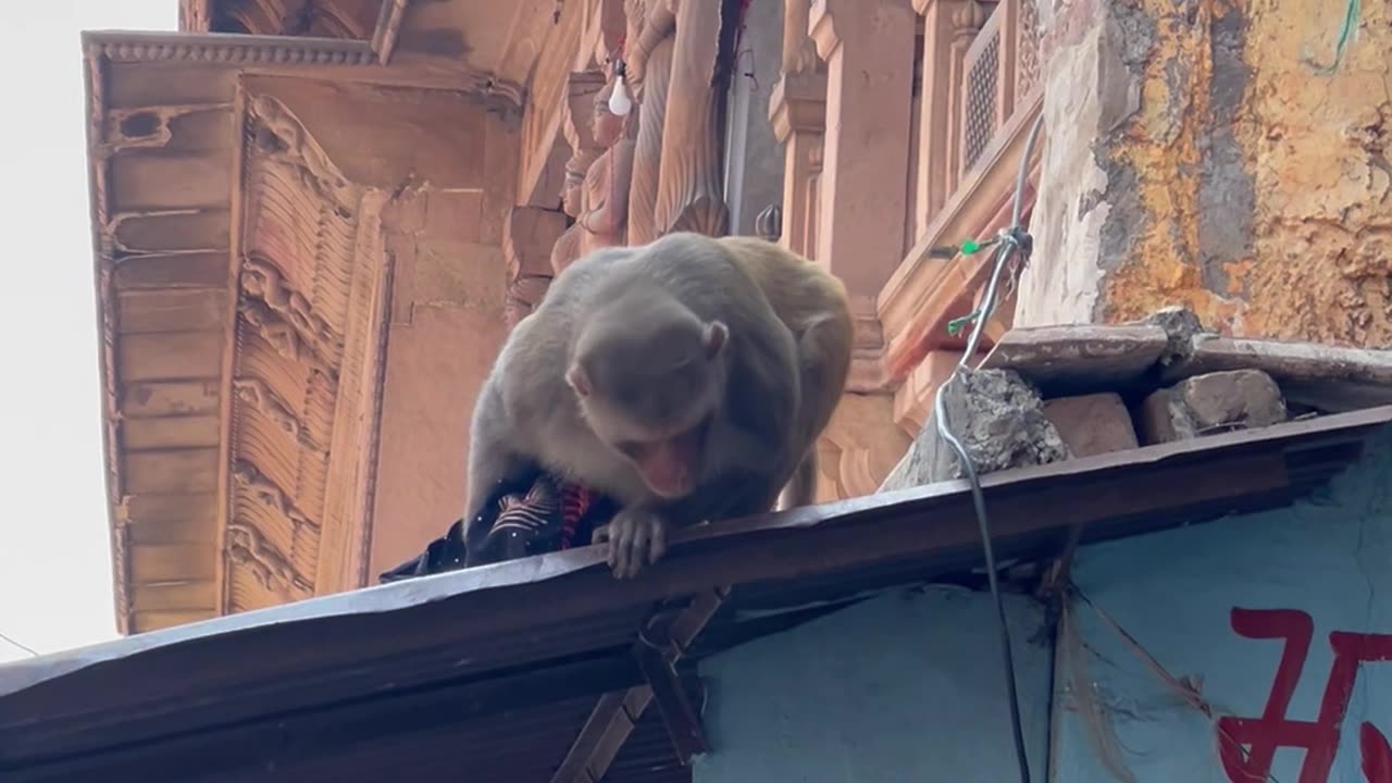 Crowd Confronts Monkey Thieves