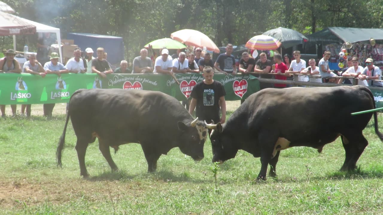 Kukan od Karića vs Zečo od Jahića Lugovi 2024