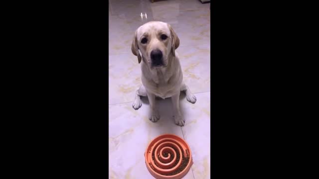 Miduo Chan, a smart Labrador is waiting for her food. She can wait for a long time.