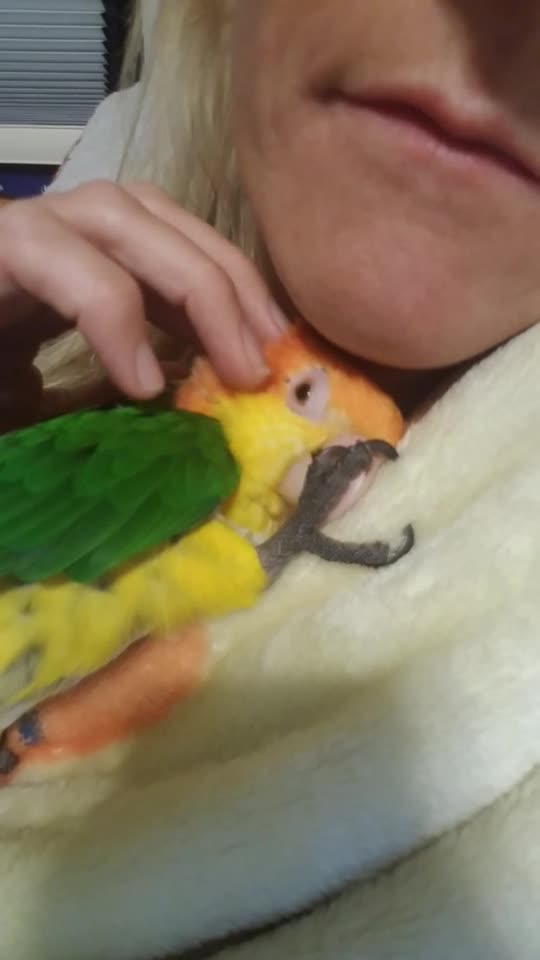 Sweet Parrot Sucking His Thumb While Getting Snuggles