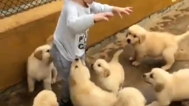 Wow cute baby playing with puppy's