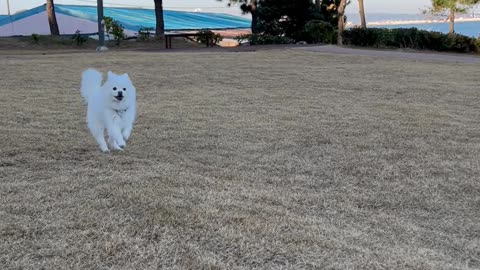 13-year-old dog finds laughter at healing place