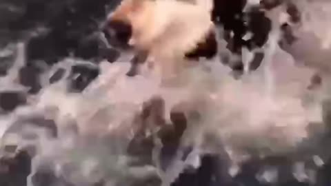 This dog is so cute to swim