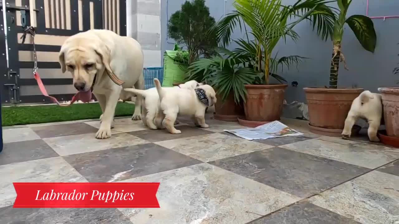 Labrador Cute Puppies,Milk Feeding With Mummy,Funny Video