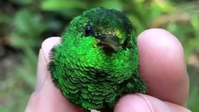 Colorful sparkling Steely-vented Hummingbird 🐦 Montezuma, Costa Rica.