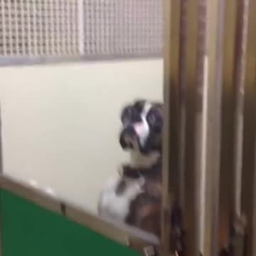 When a Dog is Picked up from the Vet, he gives the owner this look.