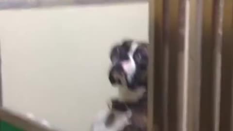 When a Dog is Picked up from the Vet, he gives the owner this look.