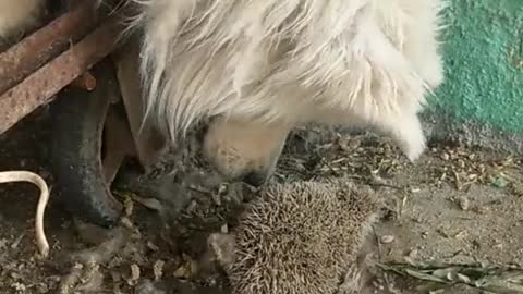 Stupid dog and hedgehog