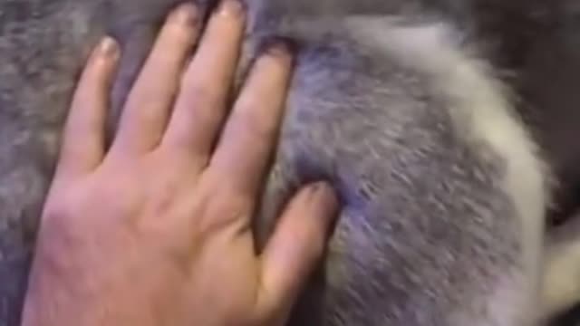 funny dog slapping husky