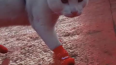 cute cat shoes