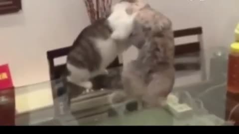 funny and cuty cat wrestling