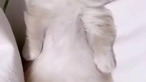 Baby Kitten Sleeping