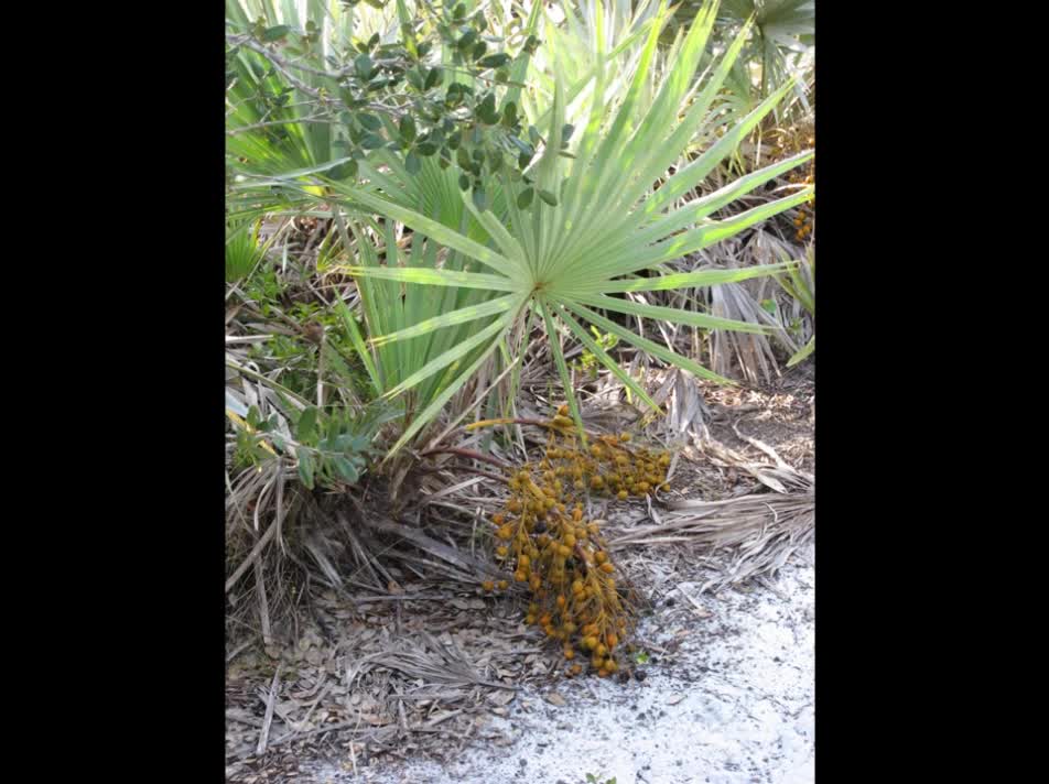 Saw Palmetto ( Serenoa repens​ ) serve para tumor benigno da próstata