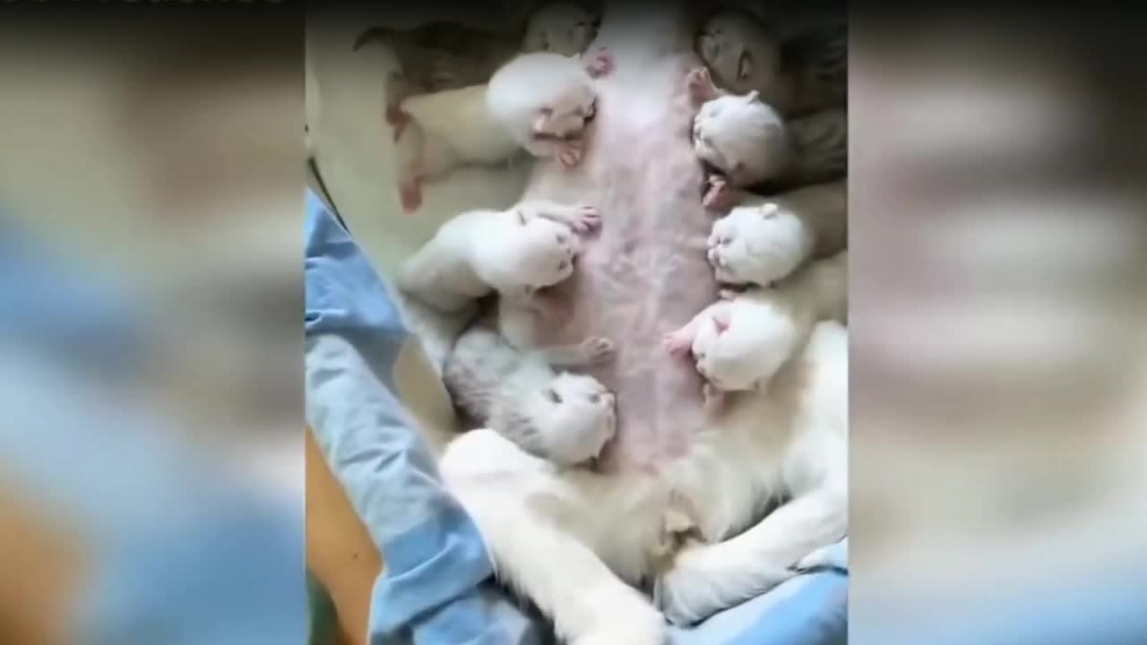 Funny cats