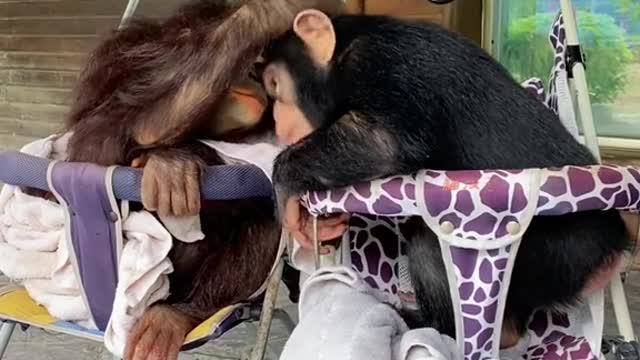 orangutans
