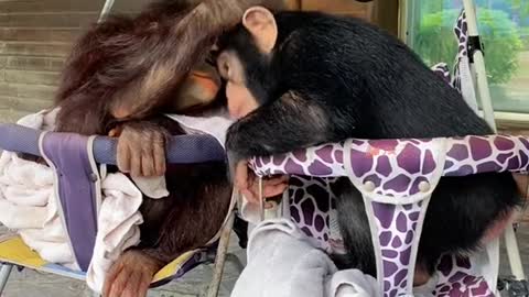 orangutans