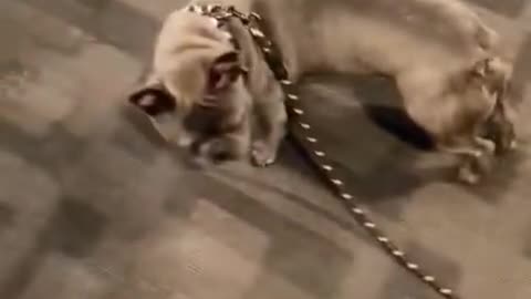 Very funny dog TikTok 🐕