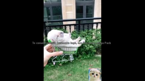 Cute Animals Cute Pets Cats and Dogs Funny Compilation