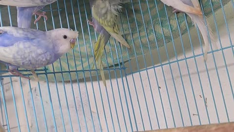 Hogoromo#budgies#lovebirds