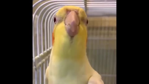 THE MOST FUNNY PARROTS !! COMPILATION !! CUTEST PARROTS !!!!