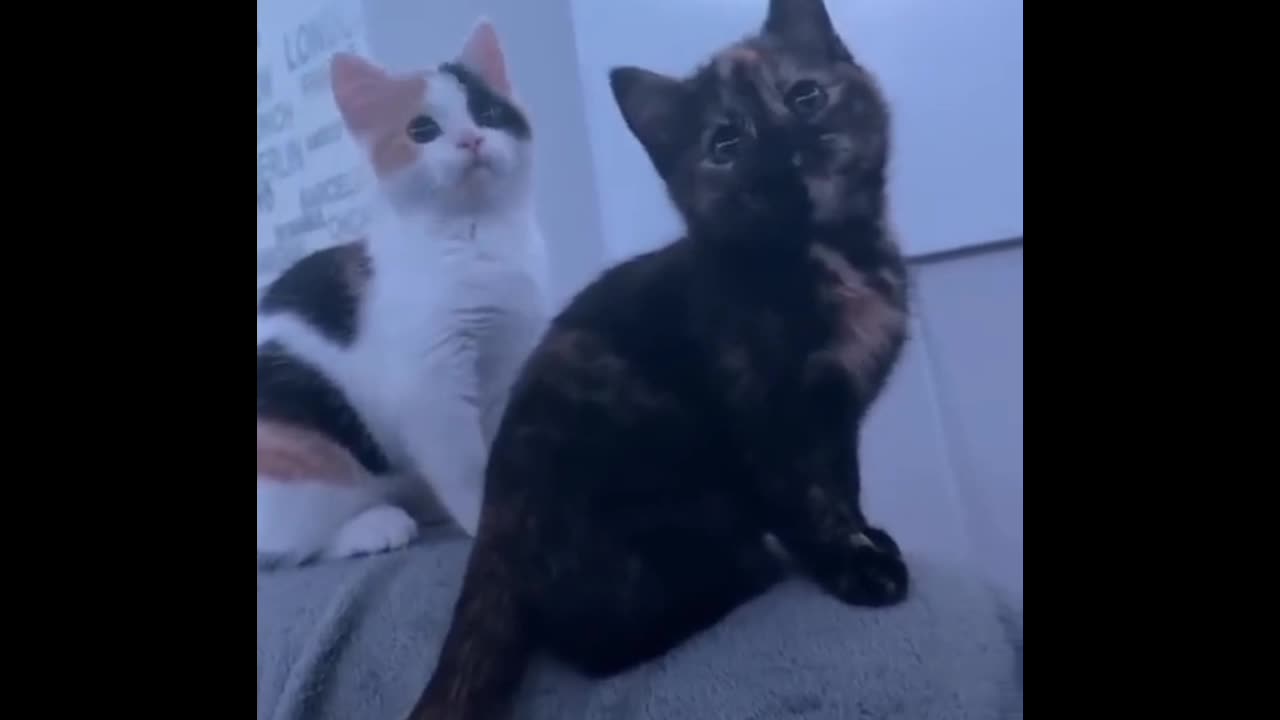 Naughty cats