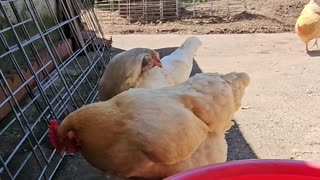 OMC! Chickens love shade and water on hot days! 🐔 🔥 💧 #chickens #hot #shade #summer #water #shorts