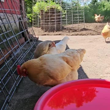 OMC! Chickens love shade and water on hot days! 🐔 🔥 💧 #chickens #hot #shade #summer #water #shorts