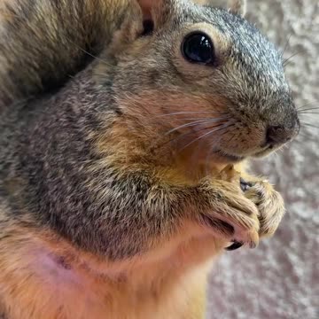 Kitty City Squirrels has the Super Model of Squirrels, Miss Rio
