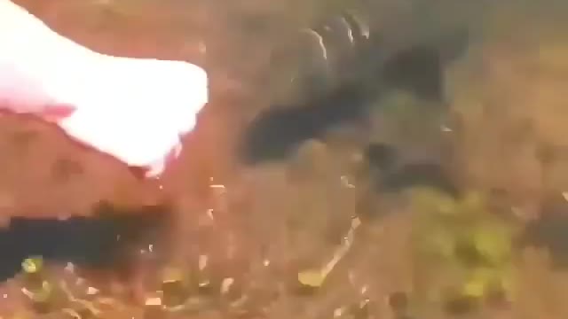 This is a beautiful and charming water-dwelling species