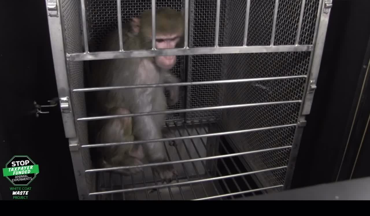 NIH performs fear experiments on primates