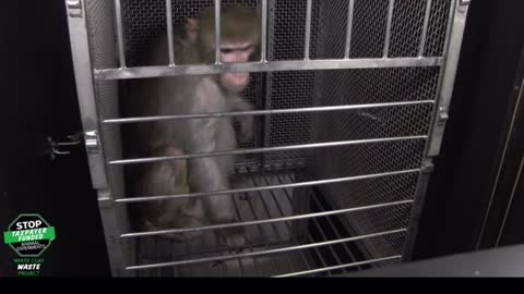 NIH performs fear experiments on primates