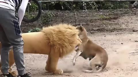 Troll Prank Funny & fake Lion and Fake Tiger Prank To dog and puppies