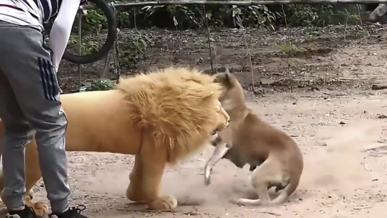 Troll Prank Funny & fake Lion and Fake Tiger Prank To dog and puppies