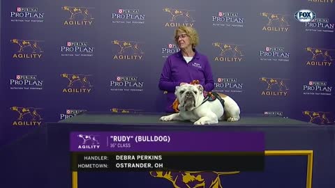 Bulldog Rudy crush the 2019 WKC Masters Agility course